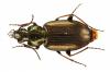 Agonum muelleri